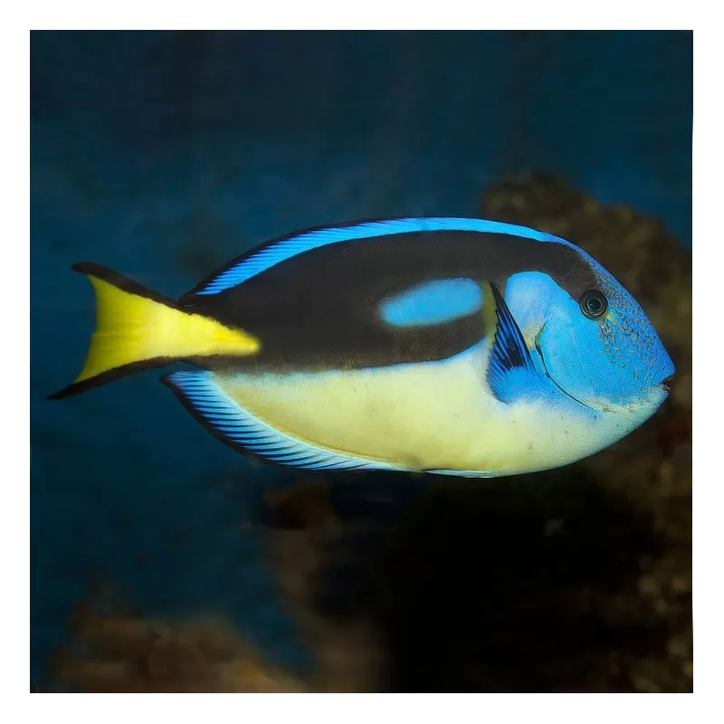 Paracanthurus Hepatus S SM Yellowbelly