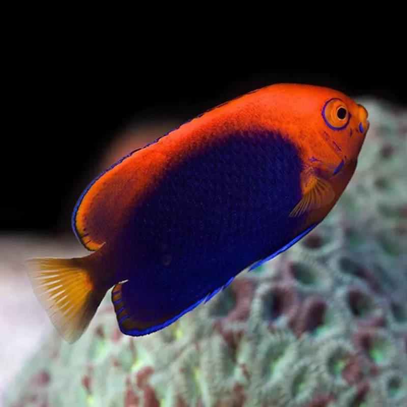 Centropyge Acanthops Centropyge Acanthops