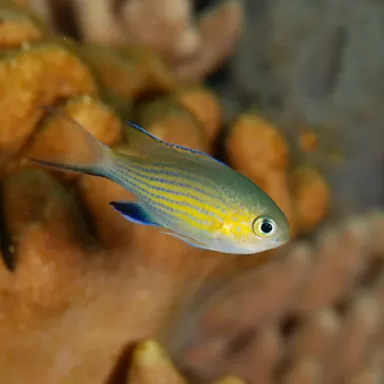 Chromis Vanderbilt | Coralandfishstore.nl