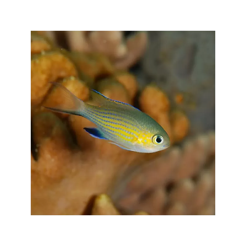 Chris Vanderbilt | Coralandfishstore.nl Chris Vanderbilt | Coralandfishstore.nl
