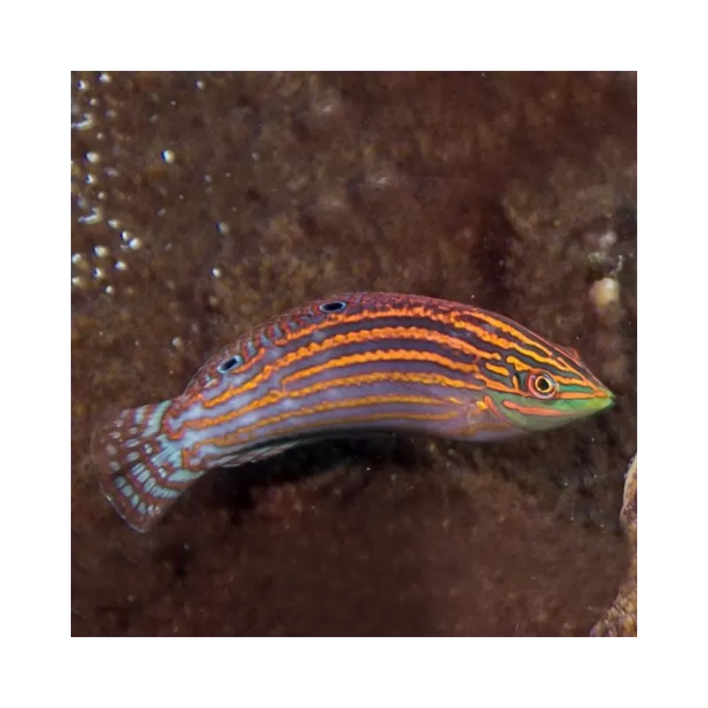 halichoeres cosmetus