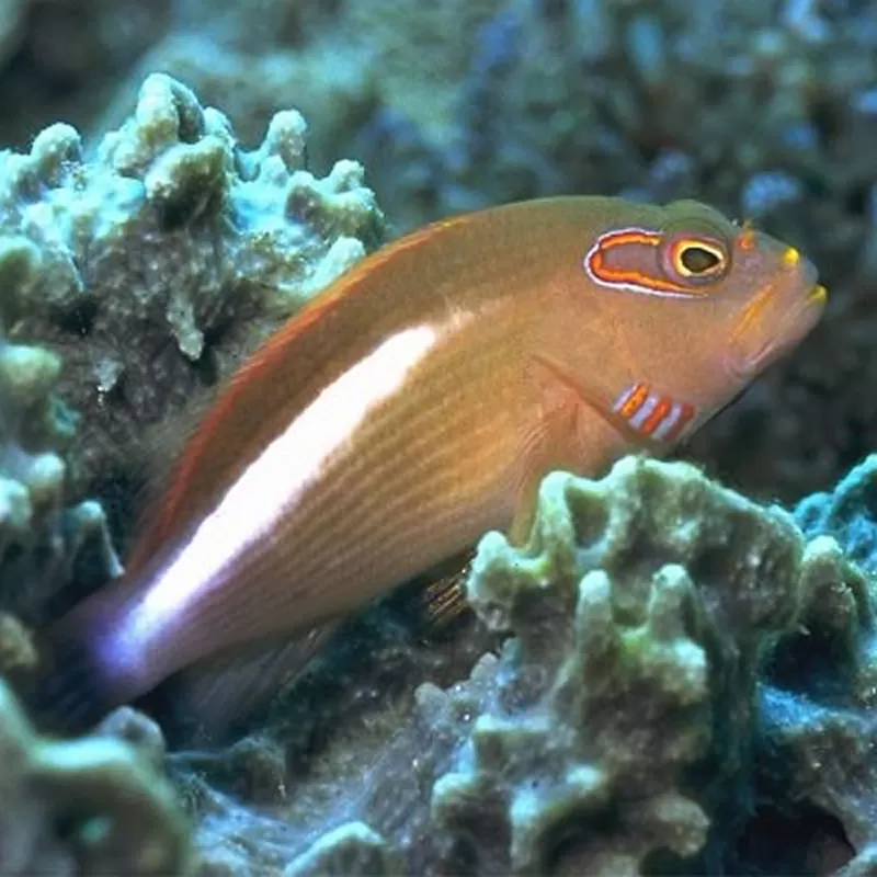 Paracirrhites Arcuatus Paracirrhites Arcuatus