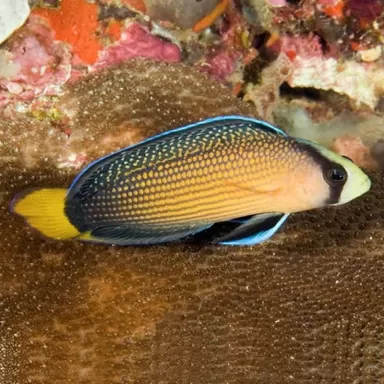 pseudochromis splendens