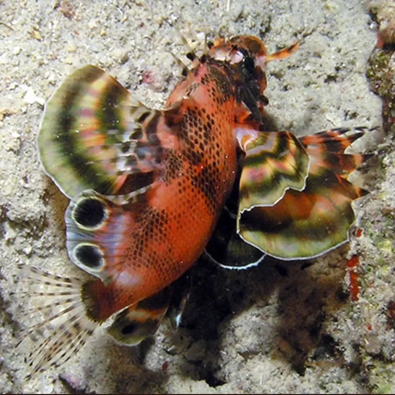 Dendrochirus Biocellatus Dendrochirus Biocellatus