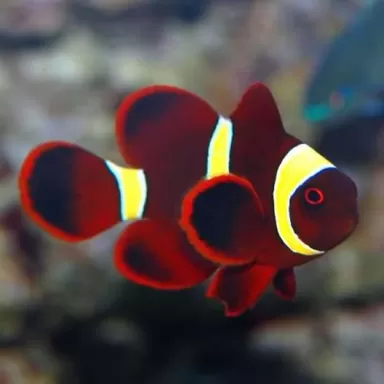 Premnas Epigramma - Gold Stripe (S)