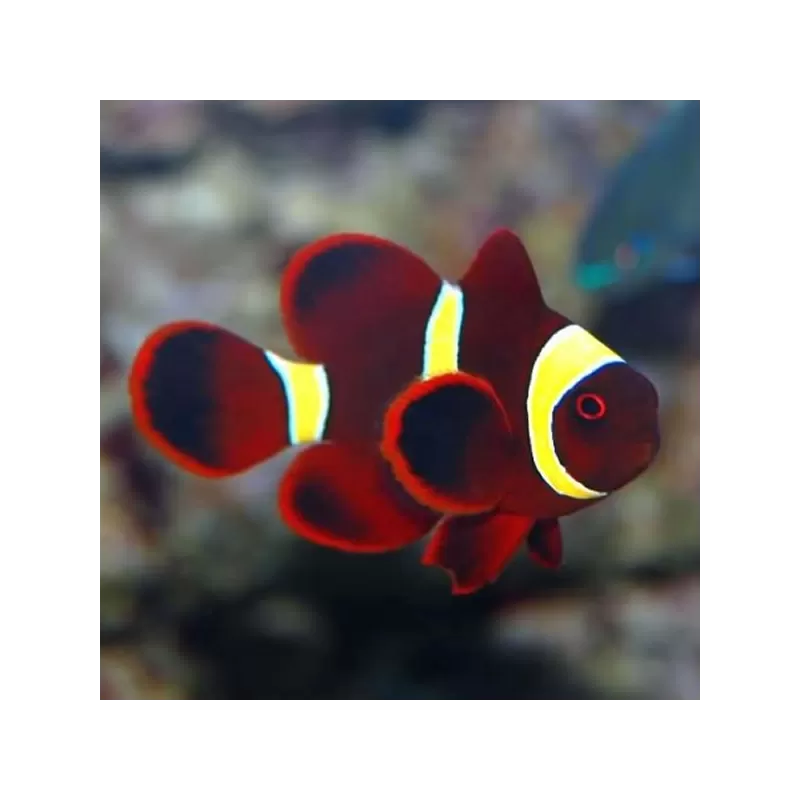 Premnas Epigramma gold stripe S Premnas Epigramma gold stripe S