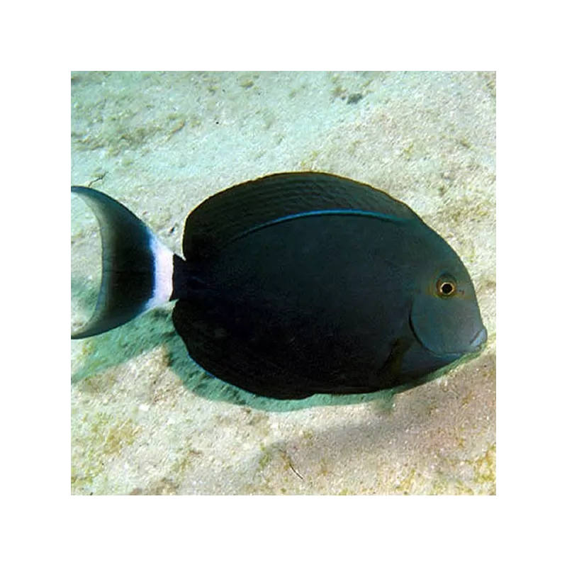 acanthurus auranticavus M acanthurus auranticavus M