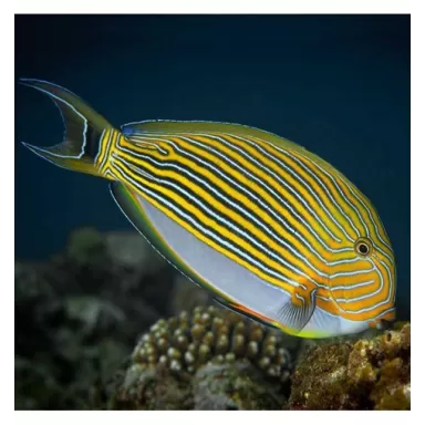 Acanthurus Lineatus S
