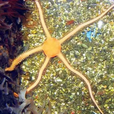 Ophiarachna sp.