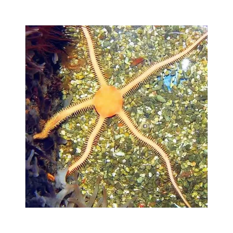 Ophiarachna sp. Ophiarachna sp.