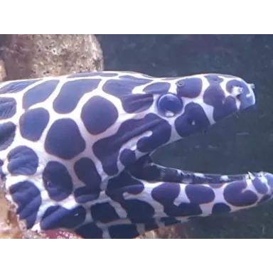 gymnothorax favagineus S