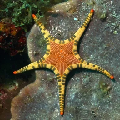 Ikonaster Longimanus