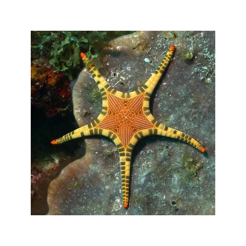 Iconaster longimanus