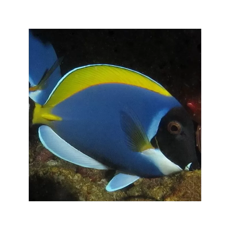 acanthurus leucosternon CF blue M acanthurus leucosternon CF blue M