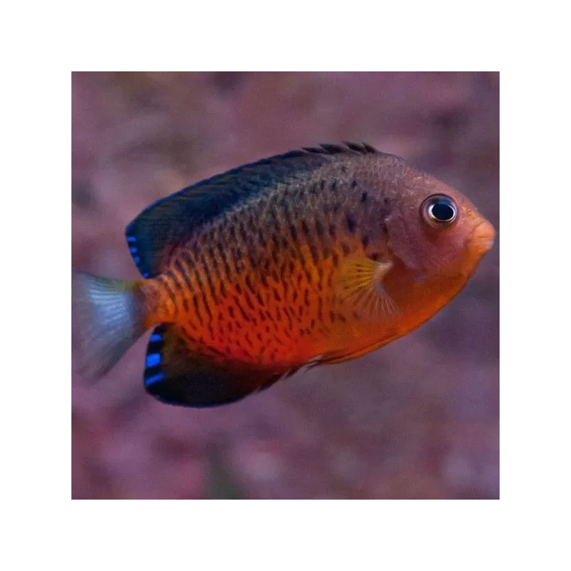 Centropyge Ferrugata