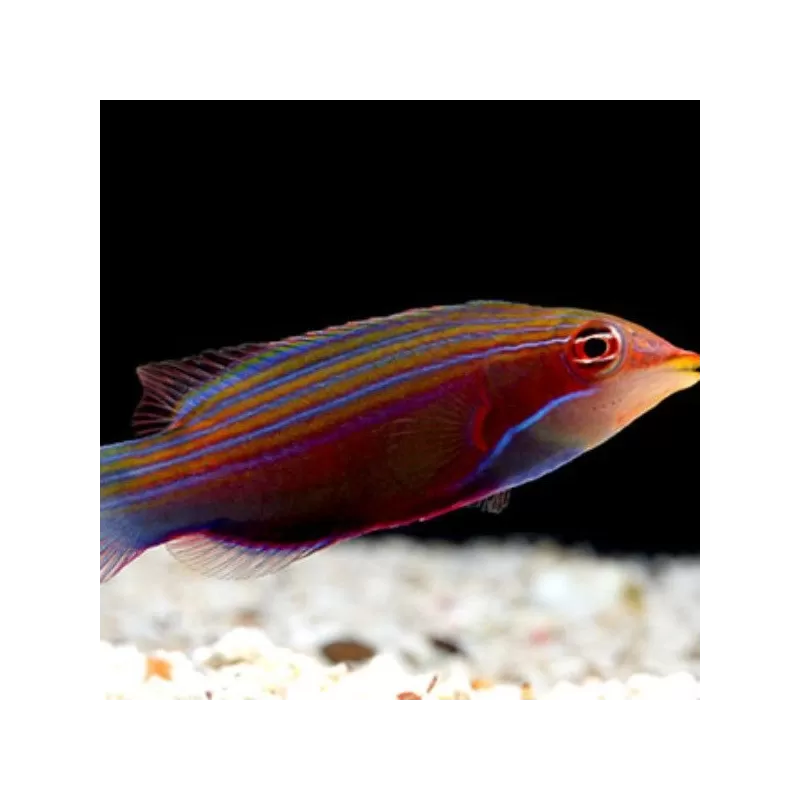 Pseudocheilinus Tetrataenia Pseudocheilinus Tetrataenia