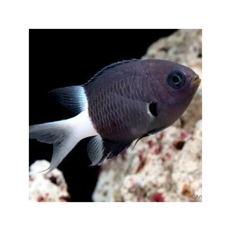 Chromis Bicolor Chromis Bicolor