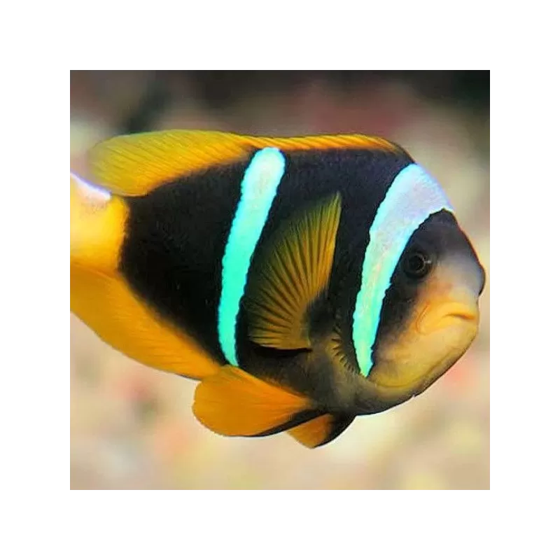 Amphiprion Sebae