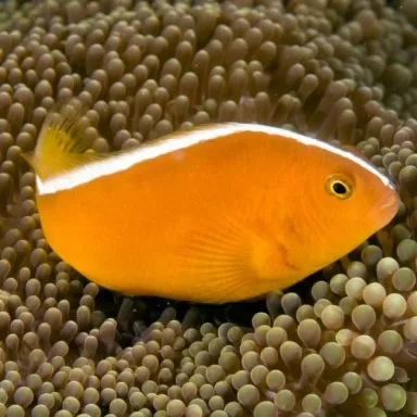 Amphiprion Sandaracinos (M)