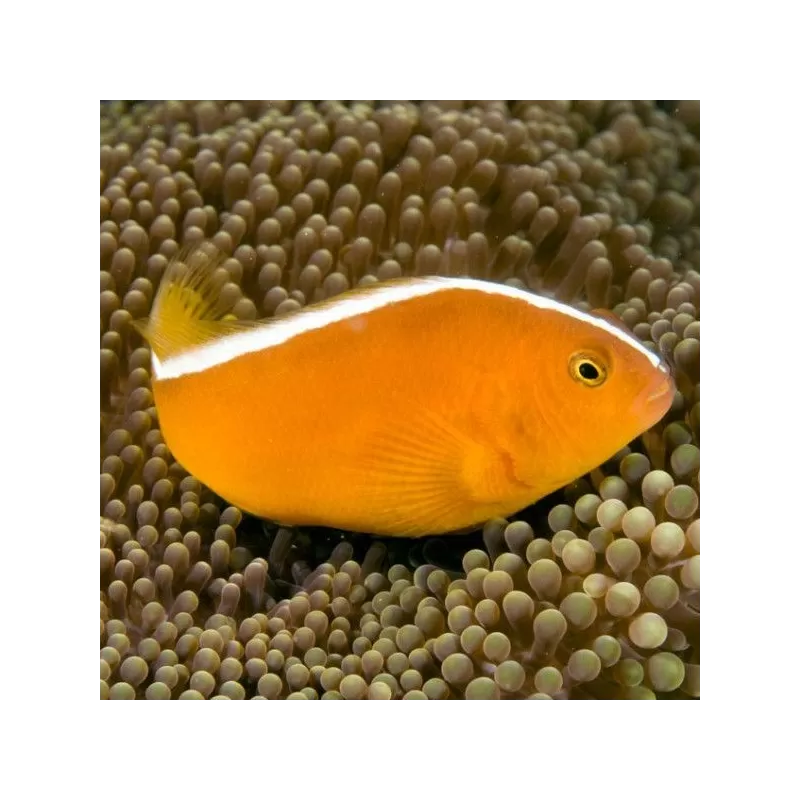 Amphiprion Sandaracinos M