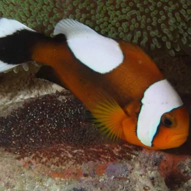 Amphiprion Polymnus (M)