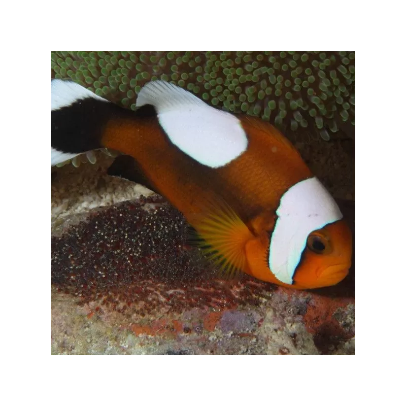 Amphiprion Polymnus M