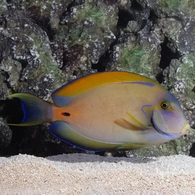 acanthurus fowleri M
