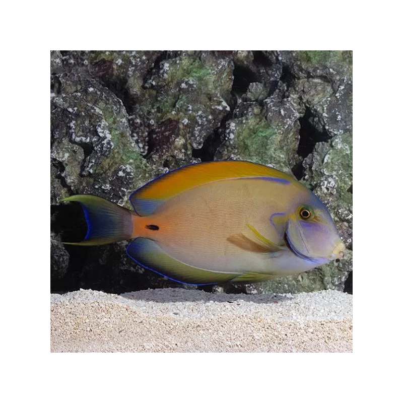 acanthurus fowleri M acanthurus fowleri M