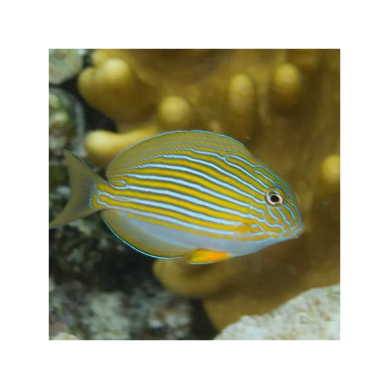 Acanthurus Lineatus S Acanthurus Lineatus S