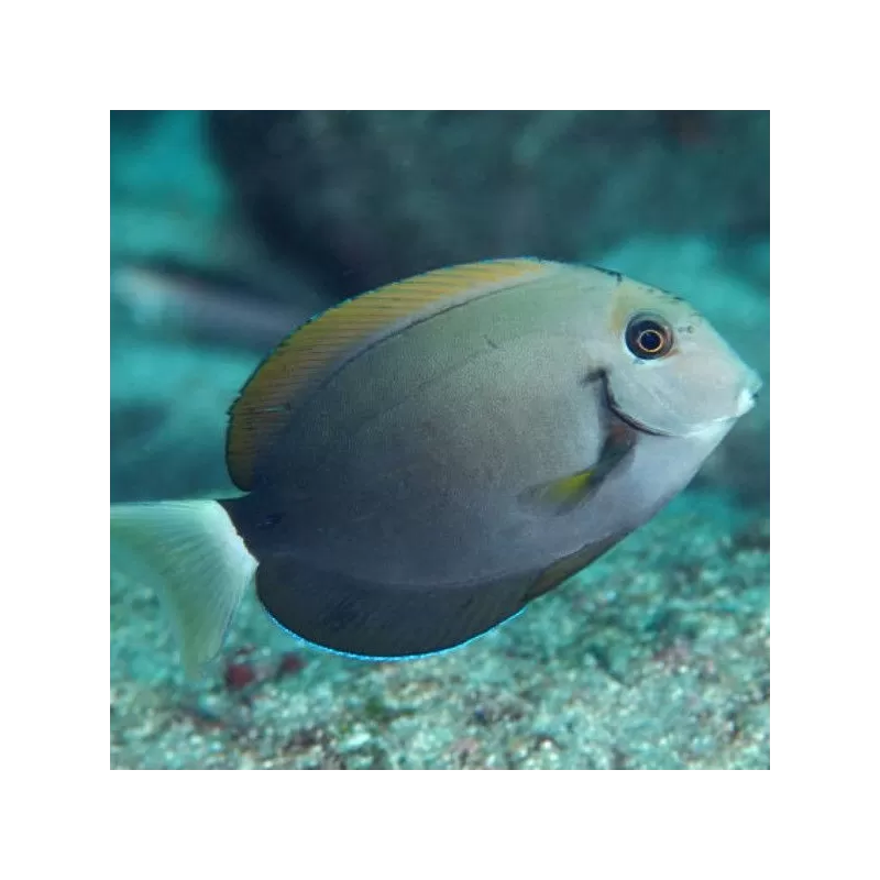 acanthurus nigricauda M acanthurus nigricauda M