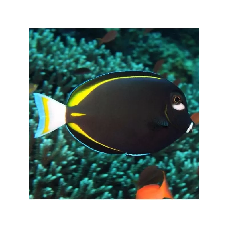 acanthurus nigricans glaucopareius S acanthurus nigricans glaucopareius S