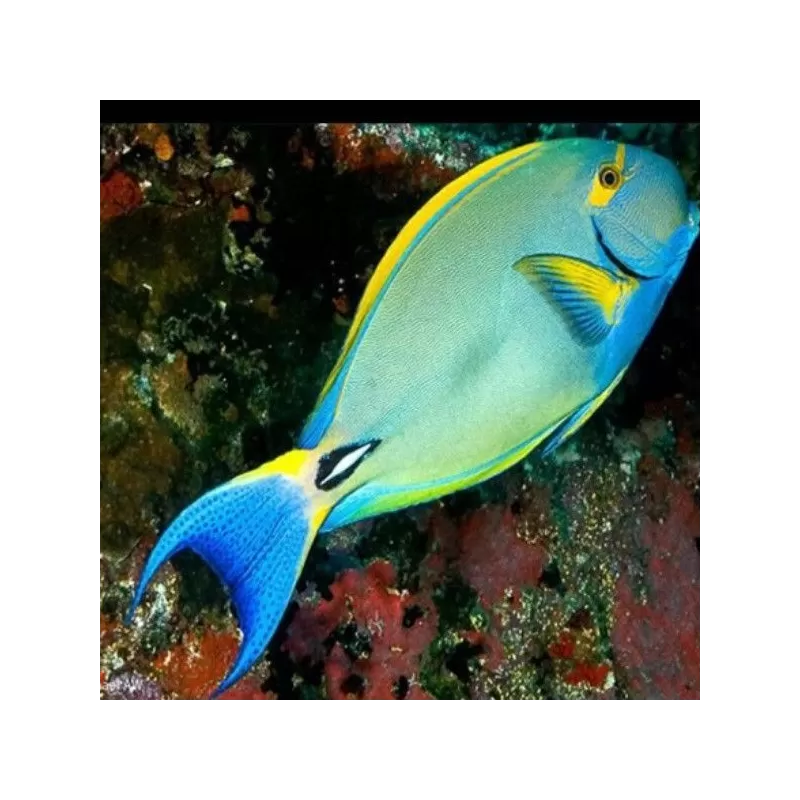 acanthurus xanthopterus M acanthurus xanthopterus M