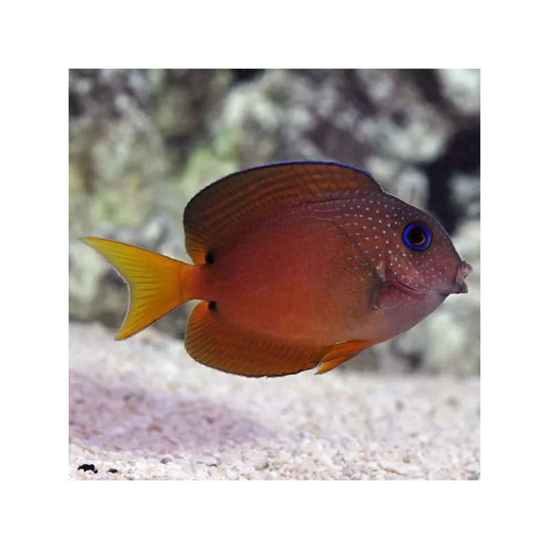 Ctenochaetus binotatus | Coralandfishstore.nl