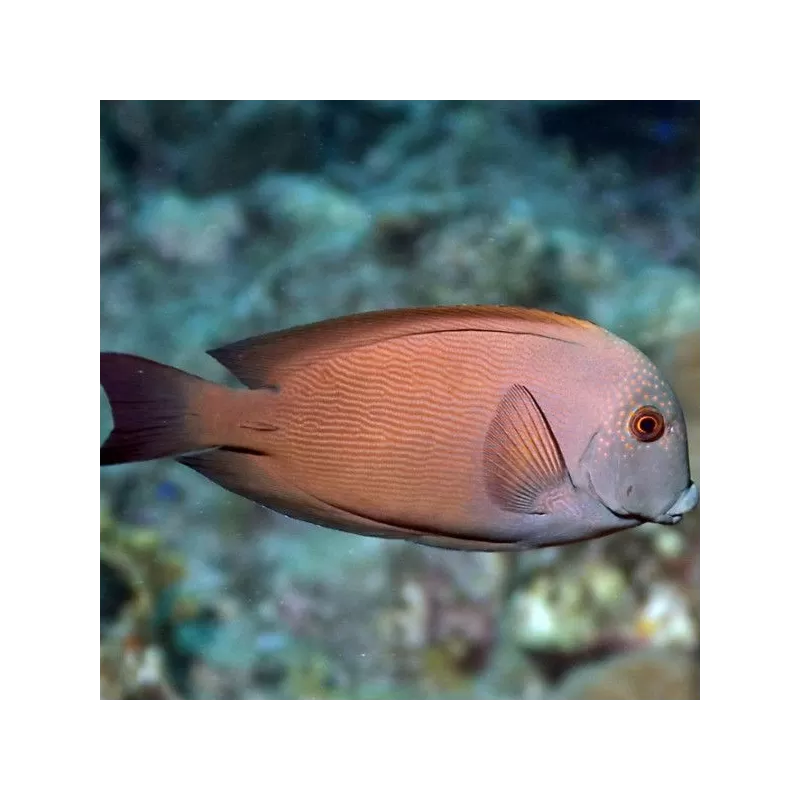 ctenochaetus striatus M ctenochaetus striatus M