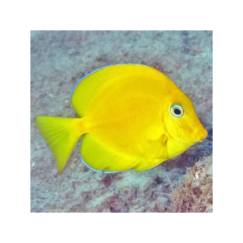 acanthurus coeruleus M acanthurus coeruleus M