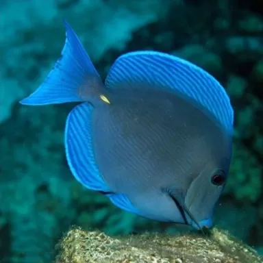 acanthurus coeruleus 
