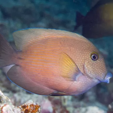 Ctenochaetus cyanocheilus