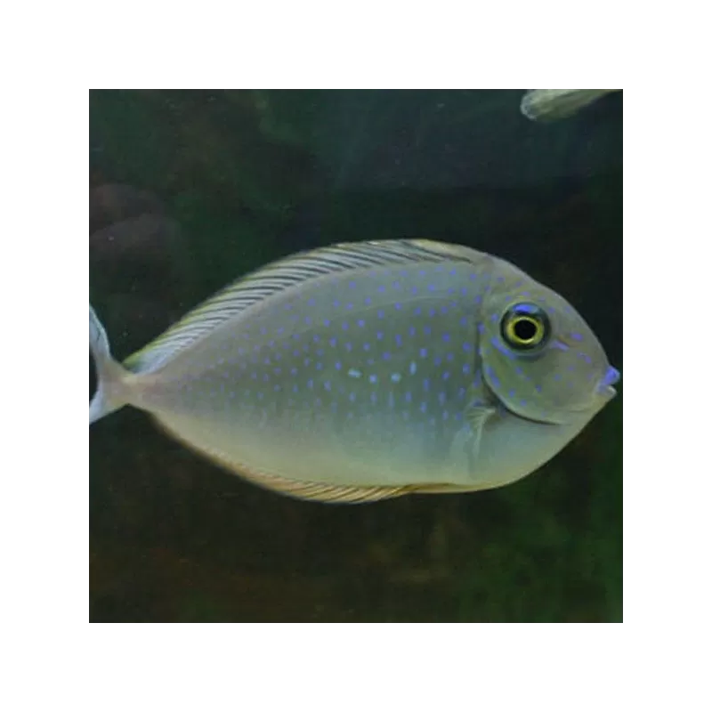 Naso Brevirostris M Naso Brevirostris M