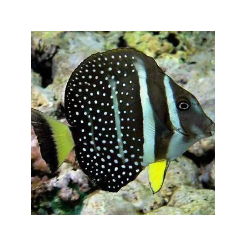 acanthurus guttatus L acanthurus guttatus L