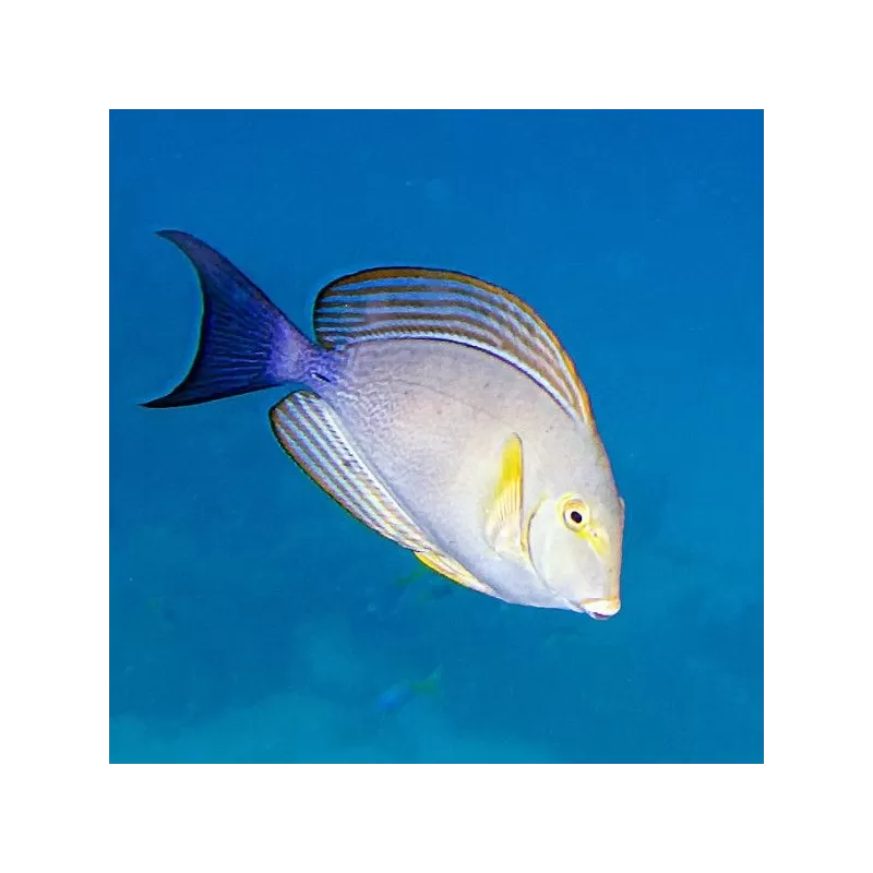 acanthurus xanthopterus L acanthurus xanthopterus L