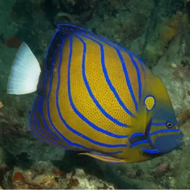 pomacanthus annularis Juv M