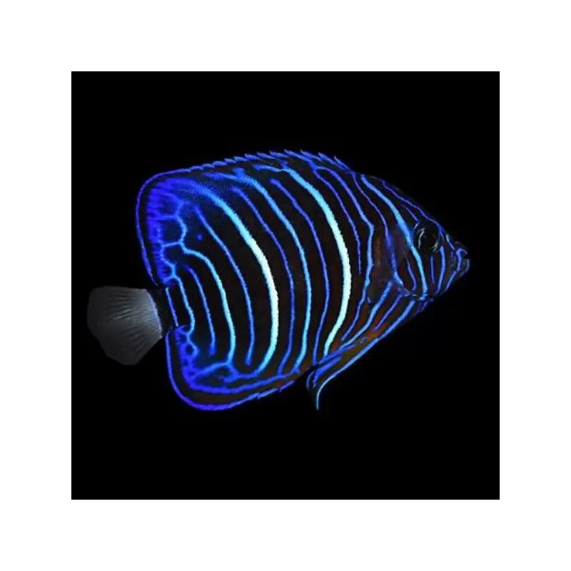 pomacanthus annularis Juv M