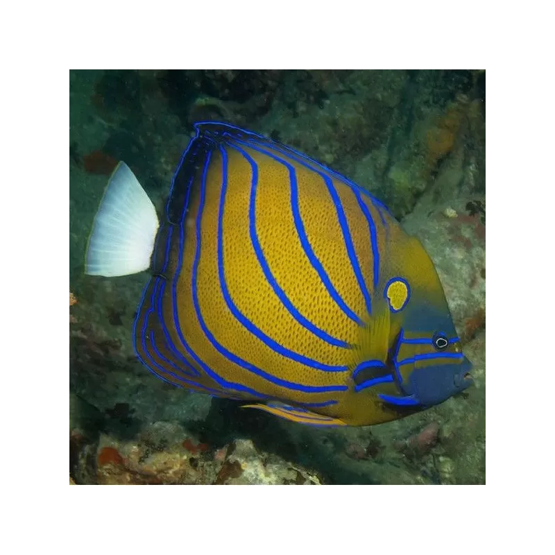pomacanthus annularis XL