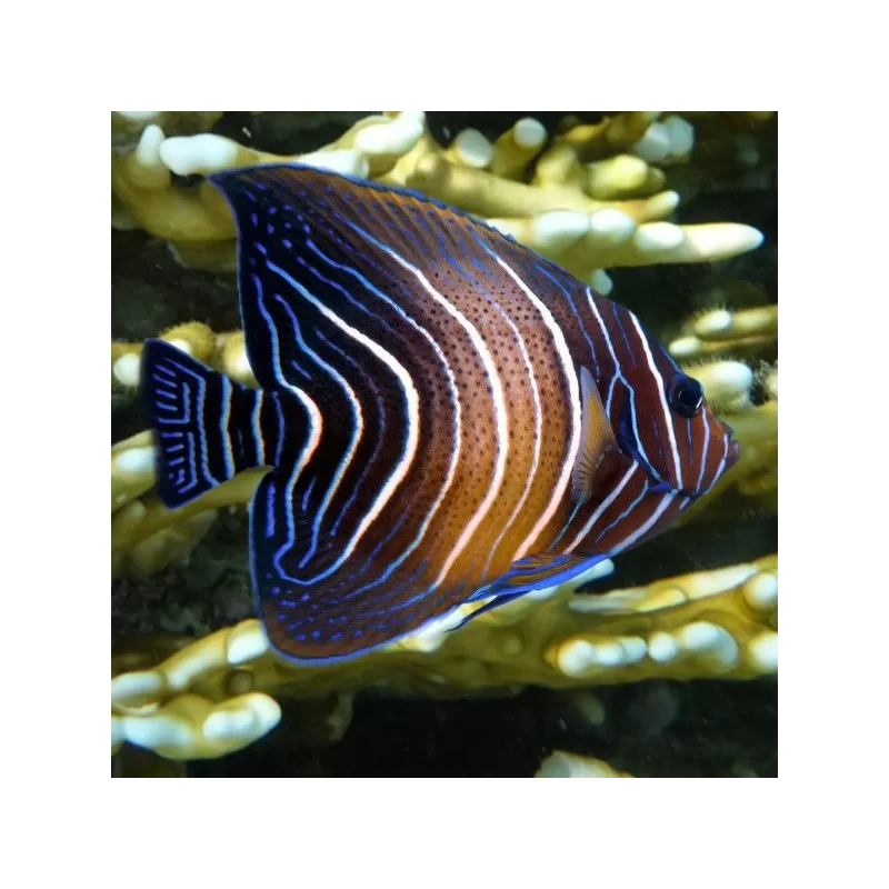 pomacanthus semicirculatus M pomacanthus semicirculatus M