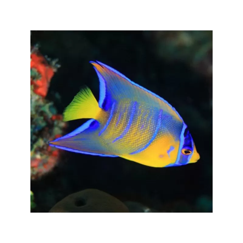 Holacanthus Ciliaris S Holacanthus Ciliaris S