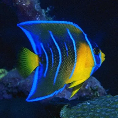 Holacanthus Ciliaris S