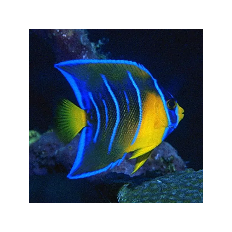 Holacanthus Ciliaris S Holacanthus Ciliaris S