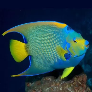 holacanthus ciliaris M