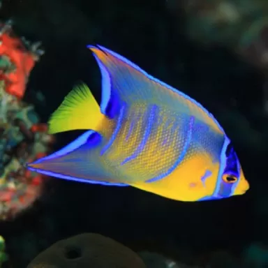 holacanthus ciliaris M