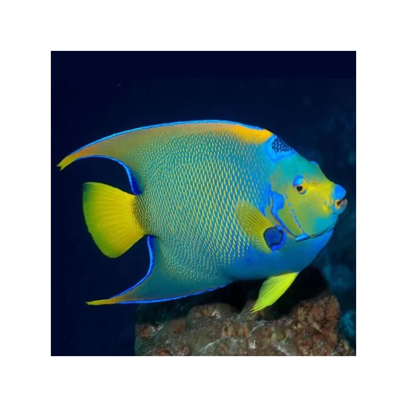 Holacanthus Ciliaris L Holacanthus Ciliaris L